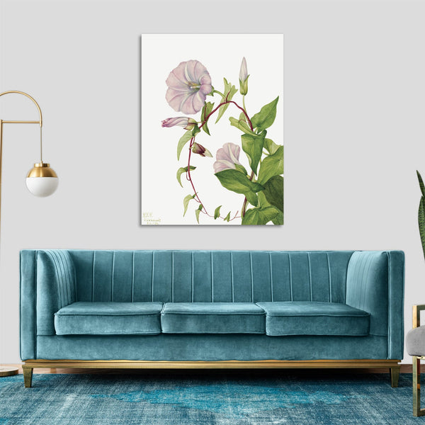 Quadro Stampa su Tela con Telaio in Legno Mary Vaux Walcott - Hedge Bindweed