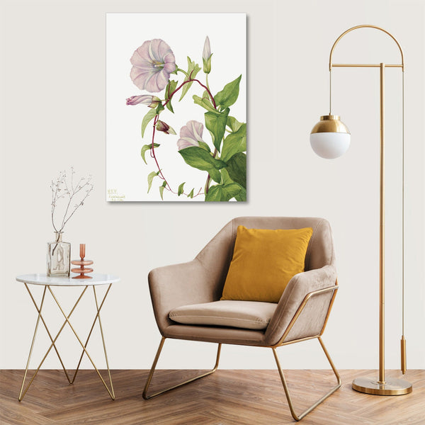 Quadro Stampa su Tela con Telaio in Legno Mary Vaux Walcott - Hedge Bindweed