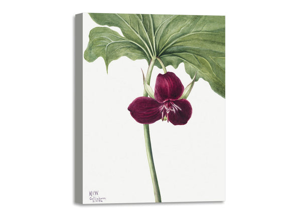 Quadro Stampa su Tela con Telaio in Legno Mary Vaux Walcott - Sweet Trillium
