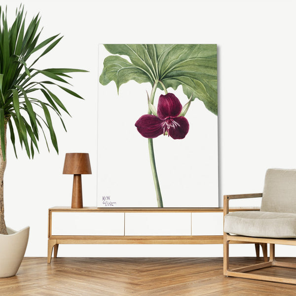 Quadro Stampa su Tela con Telaio in Legno Mary Vaux Walcott - Sweet Trillium