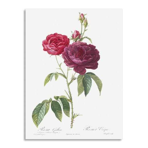Quadro Stampa su Tela con Telaio in Legno Pierre-Joseph Redouté - Purple French Rose