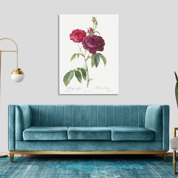 Quadro Stampa su Tela con Telaio in Legno Pierre-Joseph Redouté - Purple French Rose