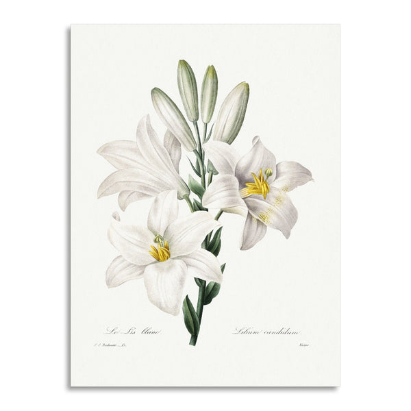 Quadro Stampa su Tela con Telaio in Legno Pierre-Joseph Redouté - Madonna Lily