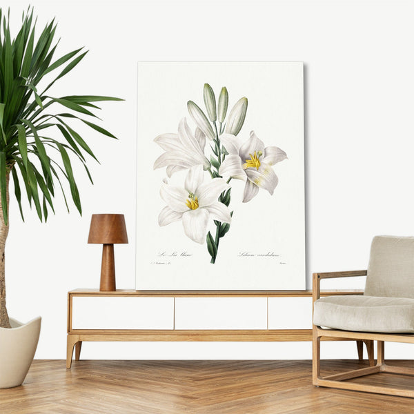 Quadro Stampa su Tela con Telaio in Legno Pierre-Joseph Redouté - Madonna Lily
