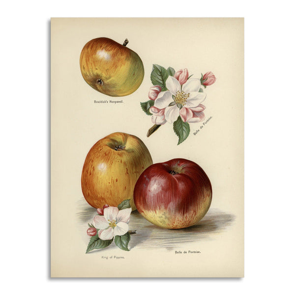 Quadro Stampa su Tela con Telaio in Legno John Wright - The fruit grower’s guide