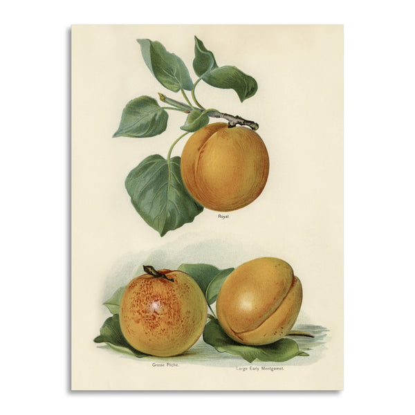 Quadro Stampa su Tela con Telaio in Legno John Wright - Apricot