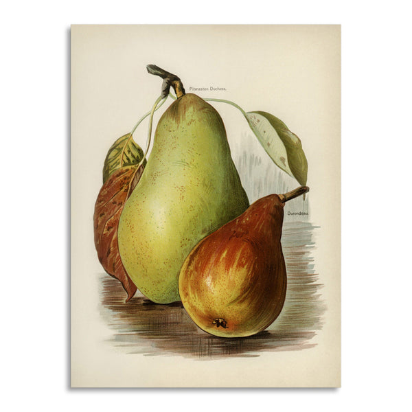 Quadro Stampa su Tela con Telaio in Legno John Wright - Pear