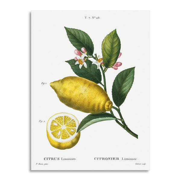 Quadro Stampa su Tela con Telaio in Legno Pierre-Joseph Redouté - Citrus limonium