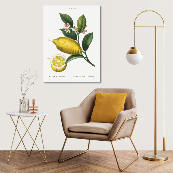 Quadro Stampa su Tela con Telaio in Legno Pierre-Joseph Redouté - Citrus limonium