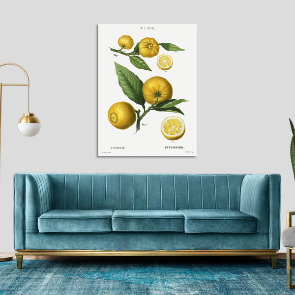 Quadro Stampa su Tela con Telaio in Legno Pierre-Joseph Redouté - Clusters of citrus