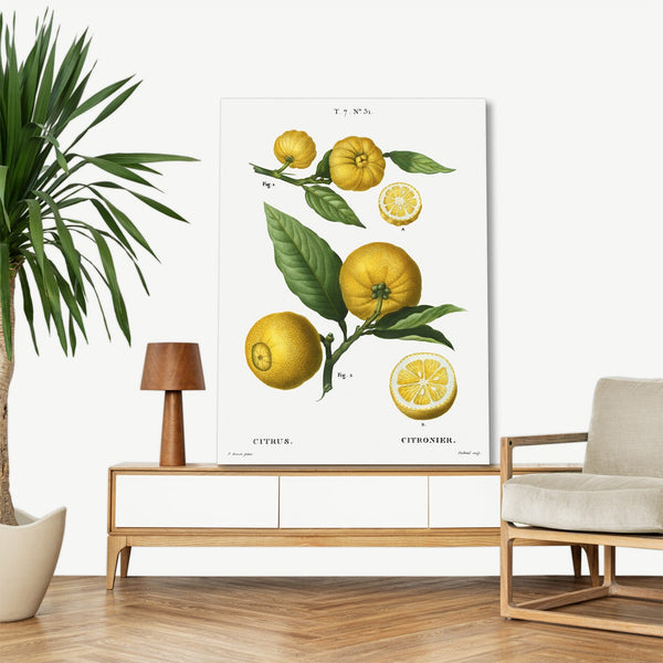 Quadro Stampa su Tela con Telaio in Legno Pierre-Joseph Redouté - Clusters of citrus
