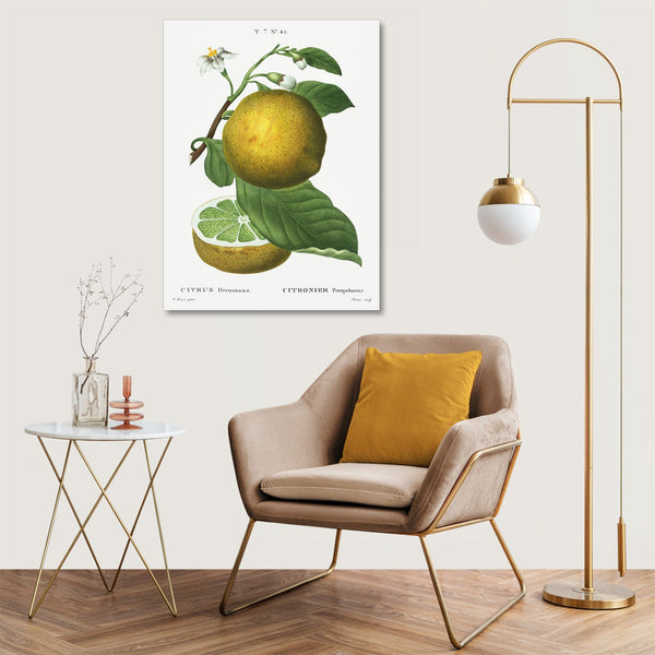 Quadro Stampa su Tela con Telaio in Legno Pierre-Joseph Redouté - Citrus