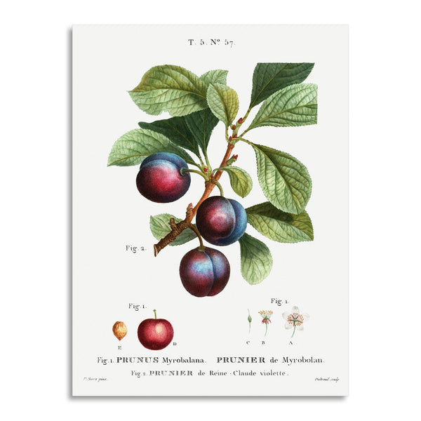 Quadro Stampa su Tela con Telaio in Legno Bitter orange plum