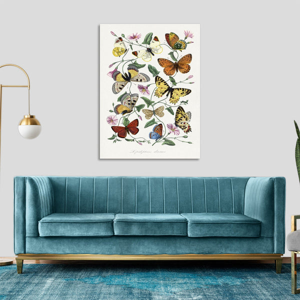 Quadro Stampa su Tela con Telaio in Legno Paul Gervais - Butterfly & moth painting