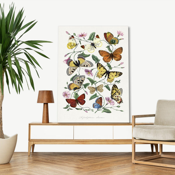 Quadro Stampa su Tela con Telaio in Legno Paul Gervais - Butterfly & moth painting