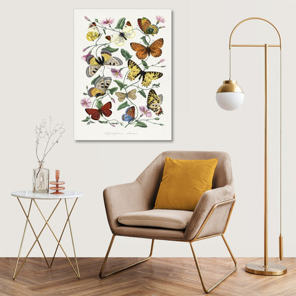 Quadro Stampa su Tela con Telaio in Legno Paul Gervais - Butterfly & moth painting