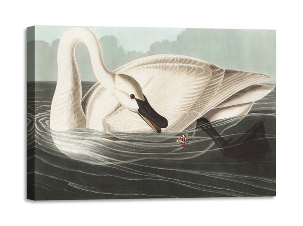 Quadro Stampa su Tela con Telaio in Legno John James Audubon - Trumpeter Swan from Birds of America
