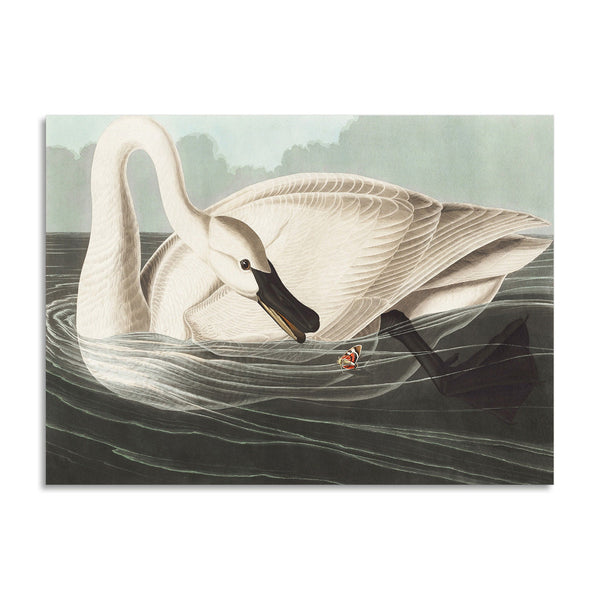 Quadro Stampa su Tela con Telaio in Legno John James Audubon - Trumpeter Swan from Birds of America