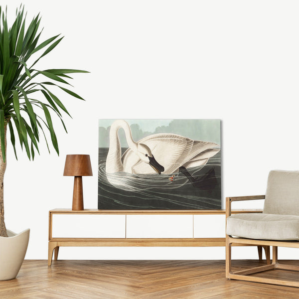 Quadro Stampa su Tela con Telaio in Legno John James Audubon - Trumpeter Swan from Birds of America