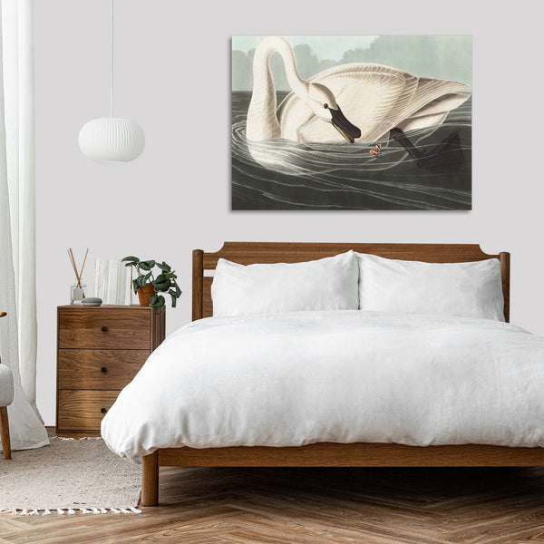 Quadro Stampa su Tela con Telaio in Legno John James Audubon - Trumpeter Swan from Birds of America