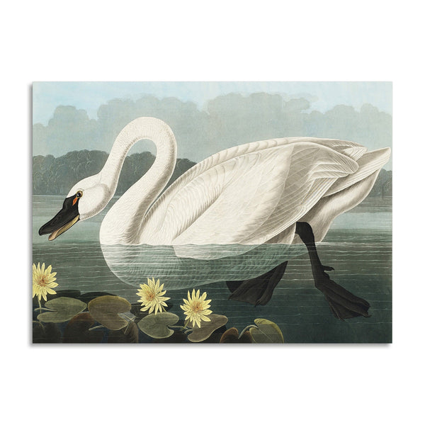 Quadro Stampa su Tela con Telaio in Legno John James Audubon - Common American Swan from Birds of America