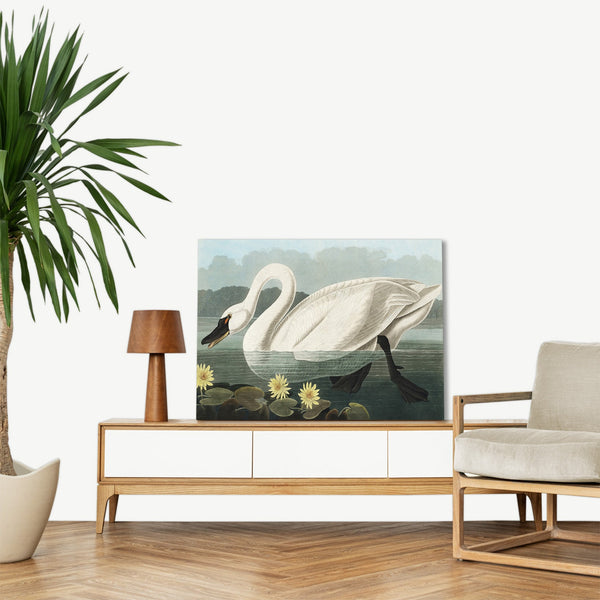 Quadro Stampa su Tela con Telaio in Legno John James Audubon - Common American Swan from Birds of America