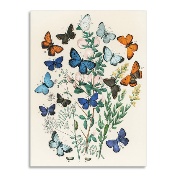 Quadro Stampa su Tela con Telaio in Legno William Forsell Kirby - Illustrations from the book European Butterflies and Moths