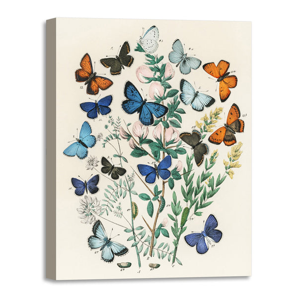 Quadro Stampa su Tela con Telaio in Legno William Forsell Kirby - Illustrations from the book European Butterflies and Moths