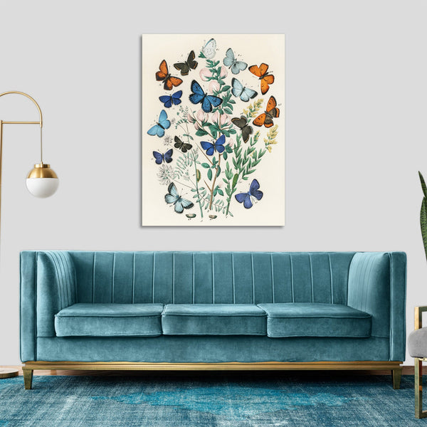 Quadro Stampa su Tela con Telaio in Legno William Forsell Kirby - Illustrations from the book European Butterflies and Moths