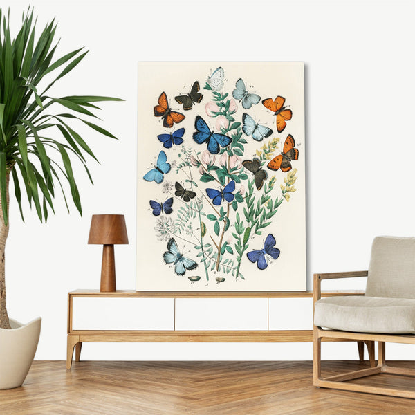 Quadro Stampa su Tela con Telaio in Legno William Forsell Kirby - Illustrations from the book European Butterflies and Moths