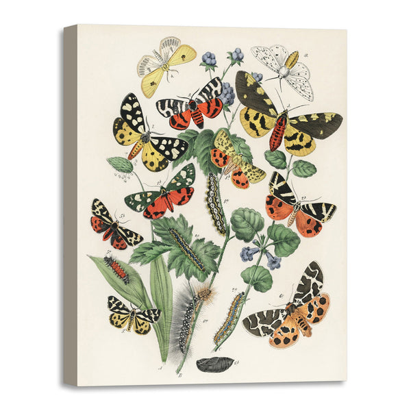 Quadro Stampa su Tela con Telaio in Legno William Forsell Kirby - Illustrations from the book European Butterflies and Moths