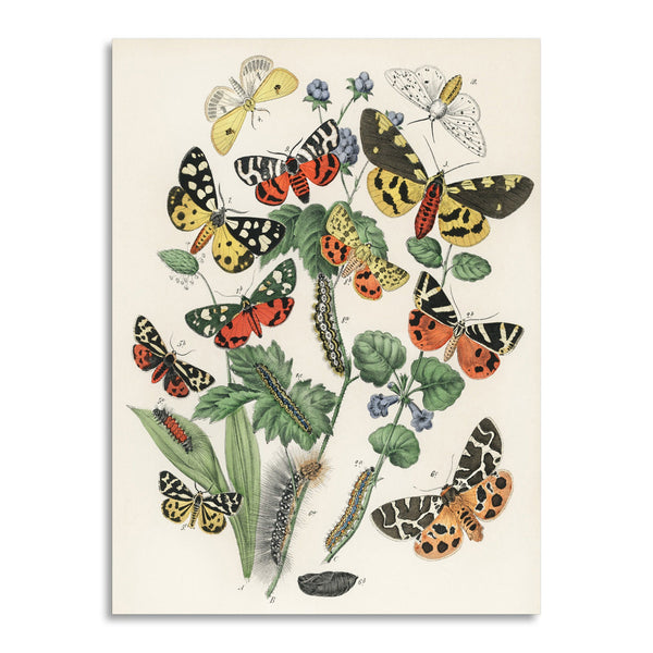 Quadro Stampa su Tela con Telaio in Legno William Forsell Kirby - Illustrations from the book European Butterflies and Moths