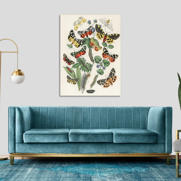 Quadro Stampa su Tela con Telaio in Legno William Forsell Kirby - Illustrations from the book European Butterflies and Moths