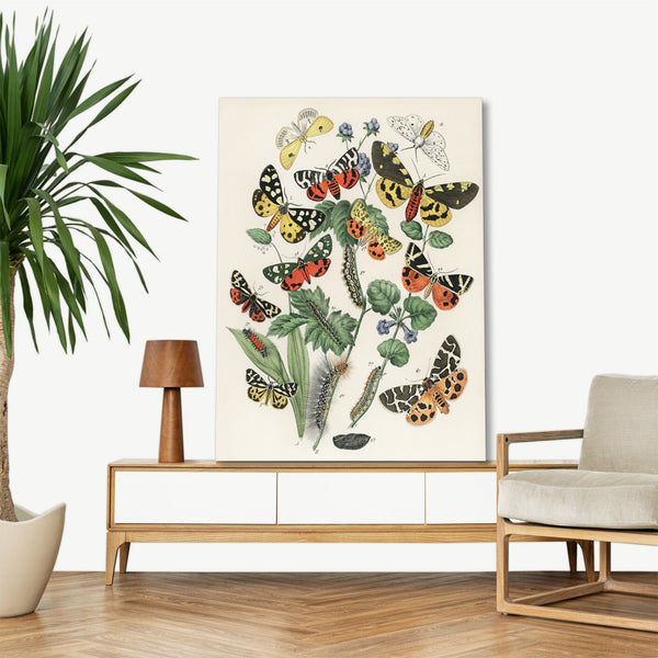 Quadro Stampa su Tela con Telaio in Legno William Forsell Kirby - Illustrations from the book European Butterflies and Moths