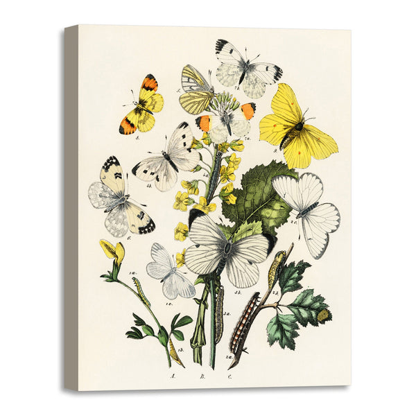 Quadro Stampa su Tela con Telaio in Legno William Forsell Kirby - Illustrations from the book European Butterflies and Moths