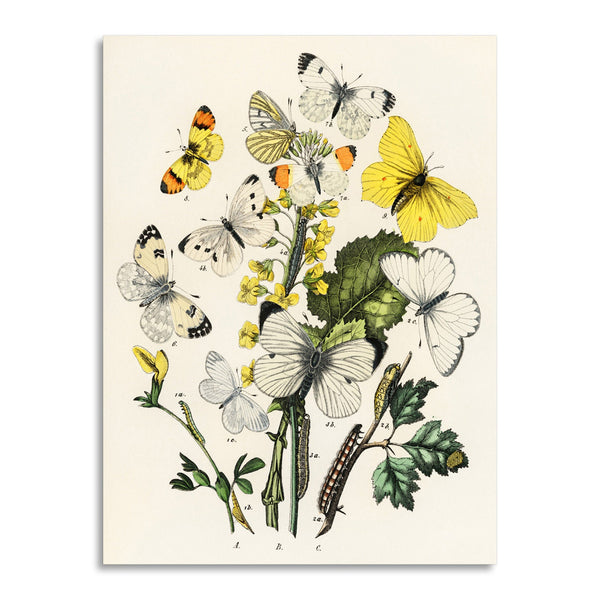 Quadro Stampa su Tela con Telaio in Legno William Forsell Kirby - Illustrations from the book European Butterflies and Moths