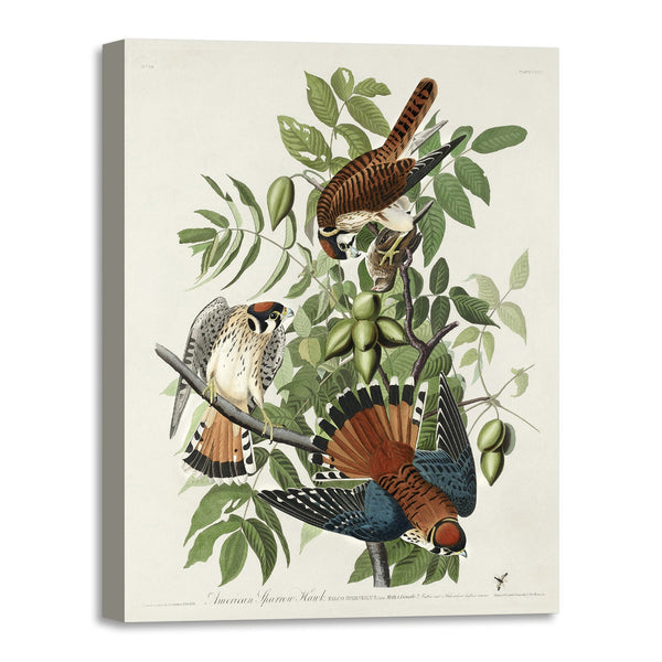 Quadro Stampa su Tela con Telaio in Legno John James Audubon - American Sparrow Hawk from Birds of America
