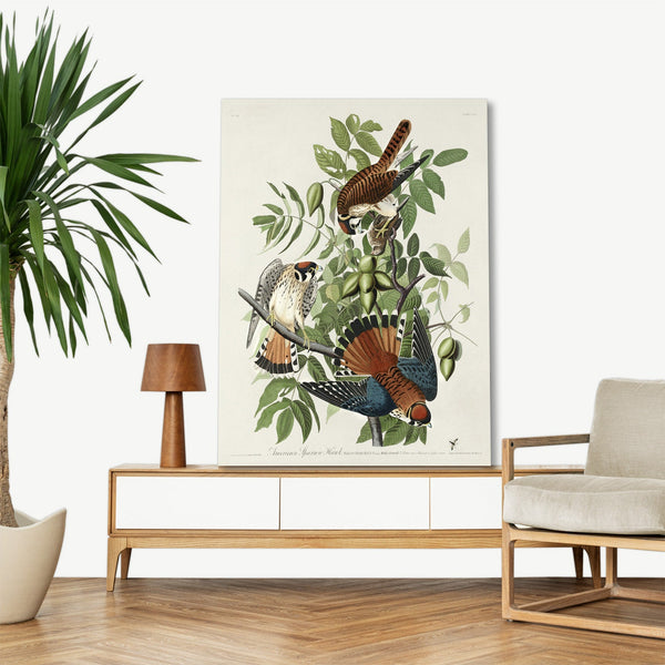 Quadro Stampa su Tela con Telaio in Legno John James Audubon - American Sparrow Hawk from Birds of America