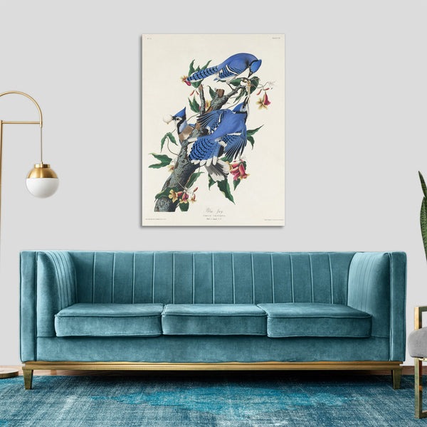 Quadro Stampa su Tela con Telaio in Legno John James Audubon - Blue Jay from Birds of America