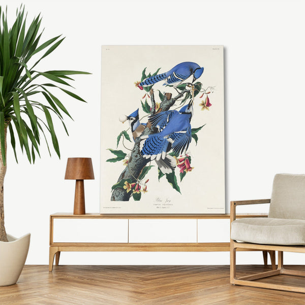 Quadro Stampa su Tela con Telaio in Legno John James Audubon - Blue Jay from Birds of America