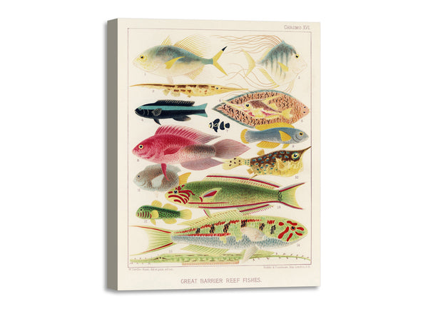 Quadro Stampa su Tela con Telaio in Legno William Saville-Kent - The Great Barrier Reef of Australia