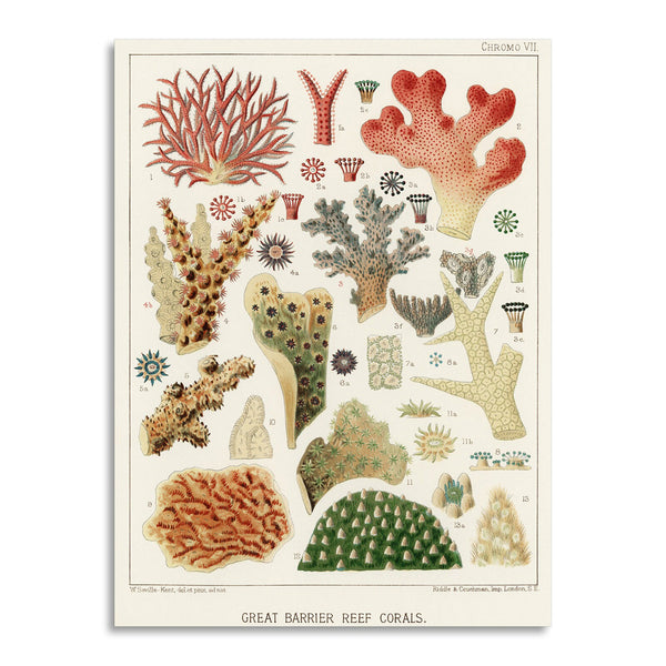 Quadro Stampa su Tela con Telaio in Legno William Saville-Kent - The Great Barrier Reef of Australia