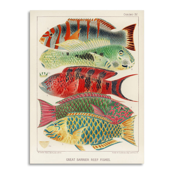 Quadro Stampa su Tela con Telaio in Legno William Saville-Kent - The Great Barrier Reef of Australia