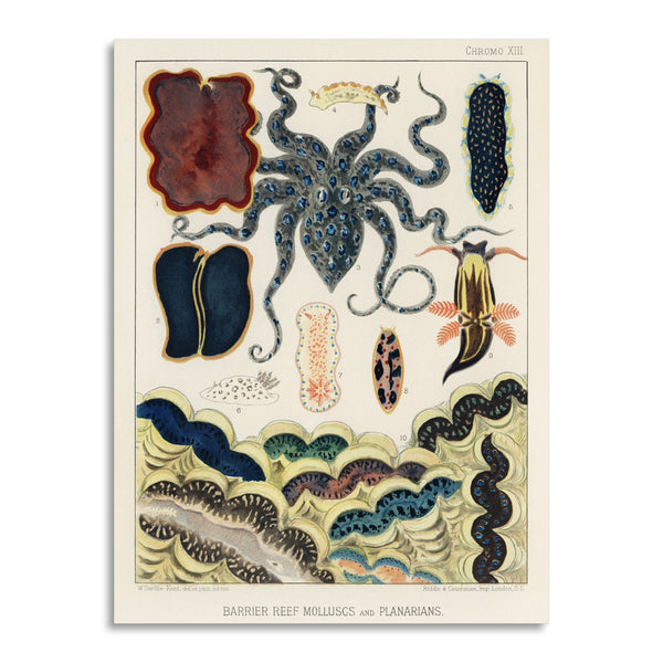 Quadro Stampa su Tela con Telaio in Legno William Saville-Kent - The Great Barrier Reef of Australia