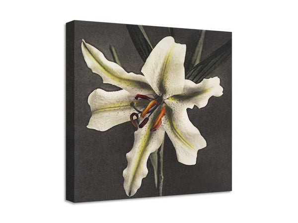 Quadro Stampa su Tela con Telaio in Legno Kazumasa Ogawa - Lily