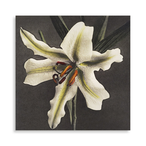 Quadro Stampa su Tela con Telaio in Legno Kazumasa Ogawa - Lily