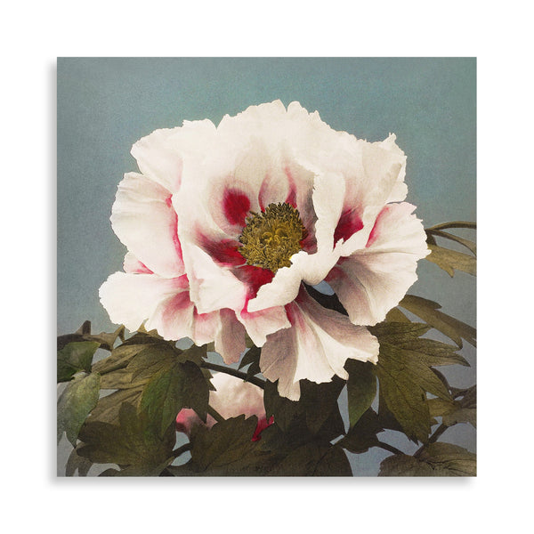 Quadro Stampa su Tela con Telaio in Legno Kazumasa Ogawa - Tree Peony