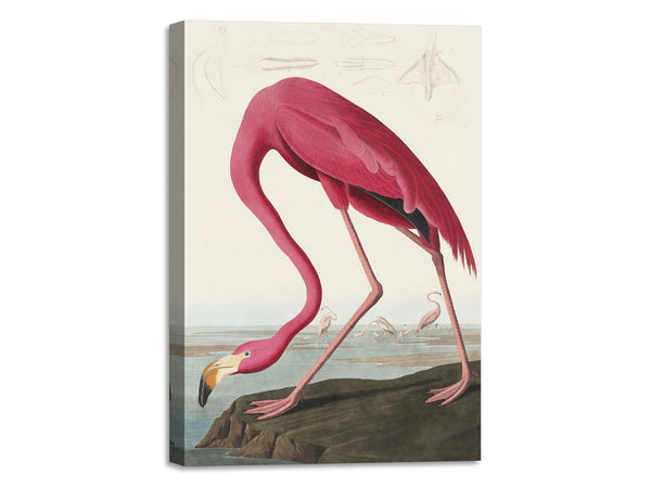 Quadro Stampa su Tela con Telaio in Legno John James Audubon - Pink Flamingo from Birds of America