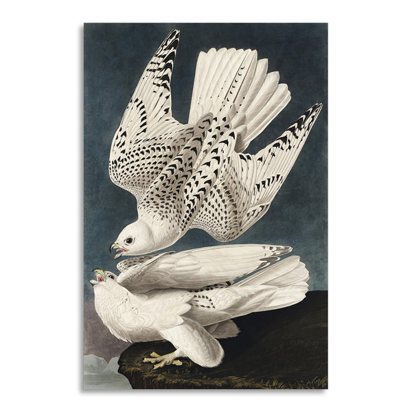 Quadro Stampa su Tela con Telaio in Legno John James Audubon - Iceland or Jer Falcon from Birds of America