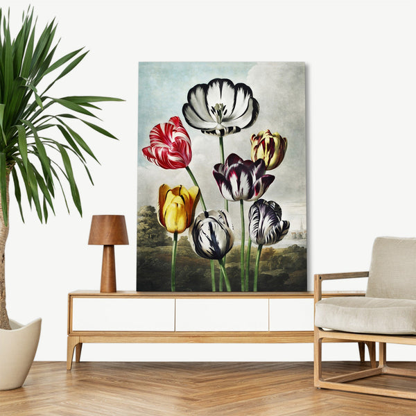 Quadro Stampa su Tela con Telaio in Legno Robert John Thornton - Tulips from The Temple of Flora